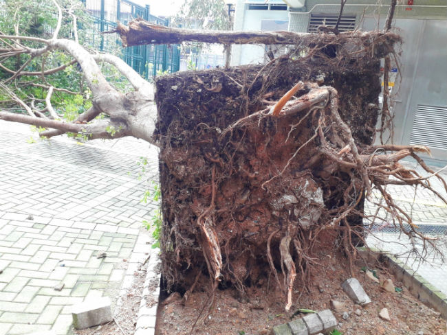 超強颱風山竹襲中港 教會直播崇拜無懼風暴