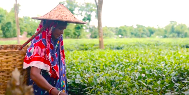 國際婦女節無名英雄現身茶園