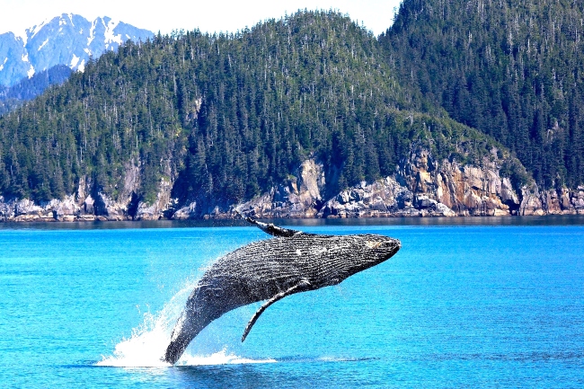 世界海洋日 2040年鯨魚滅種？